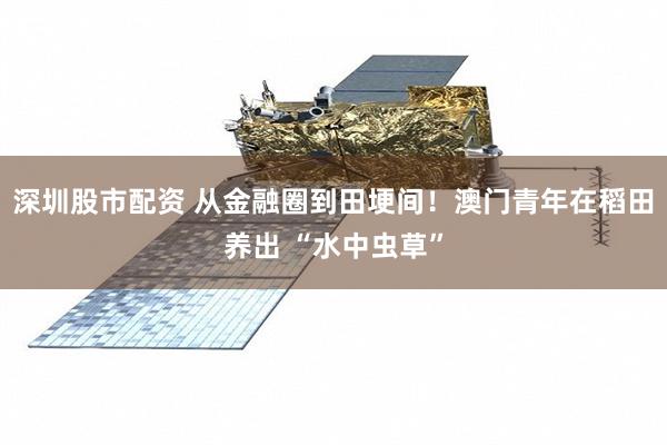 深圳股市配资 从金融圈到田埂间!澳门青年在稻田养出 “水中虫草”